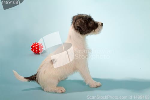 Image of Parson Jack Russell Terrier