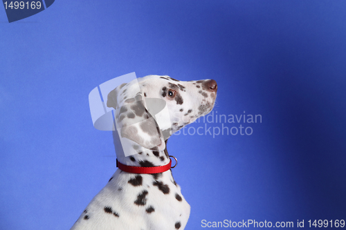 Image of Dalmation