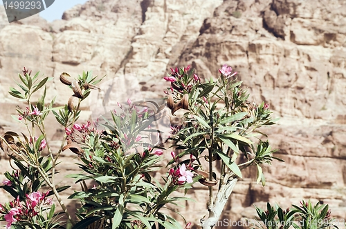 Image of Petra ruins and mountains in Jordan