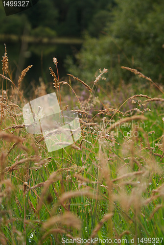 Image of Scotland nature for walkers