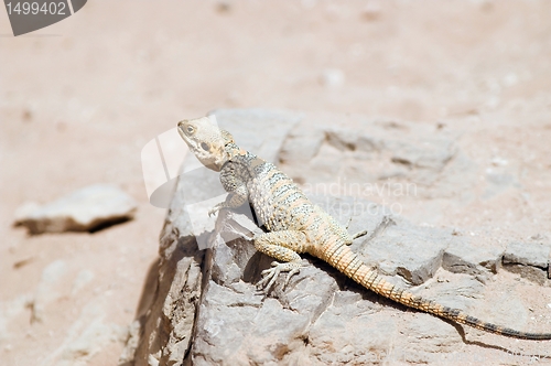 Image of lizard in Jordan desert