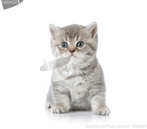Image of british shorthair kitten