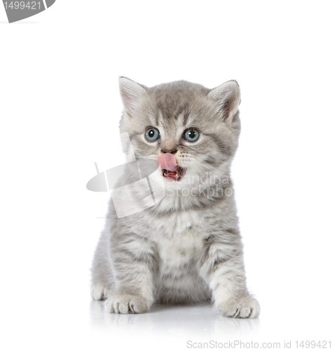 Image of british shorthair kitten