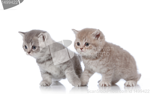 Image of british shorthair kittens