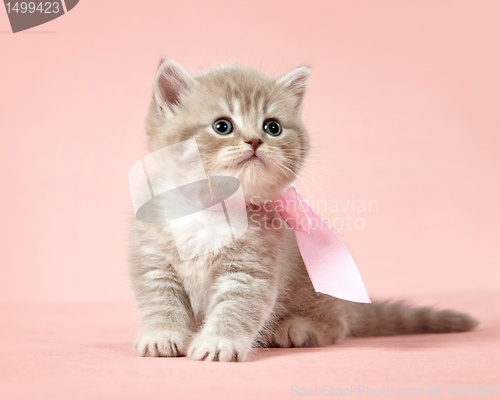 Image of british shorthair kitten