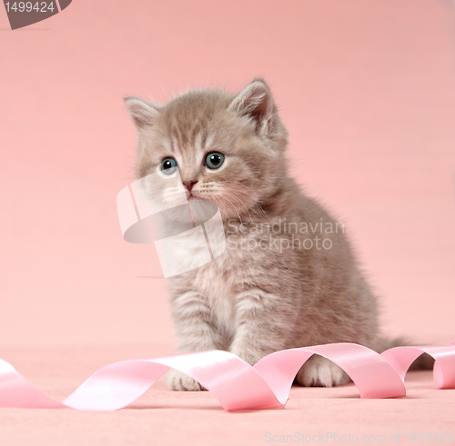 Image of british shorthair kitten