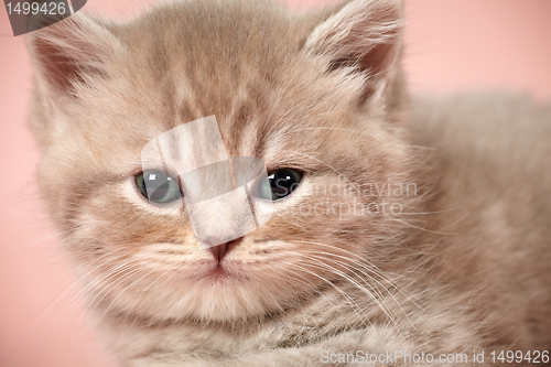 Image of british shorthair kitten