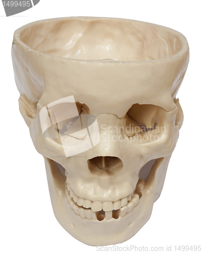 Image of Empty skull