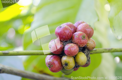 Image of Coffee Beans