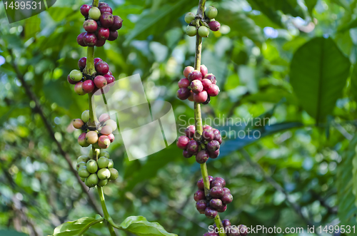 Image of Coffee Beans