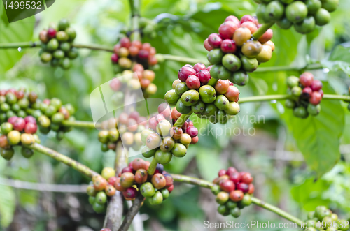 Image of Coffee Beans