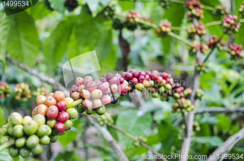 Image of Coffee Beans