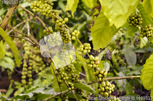 Image of Coffee Beans