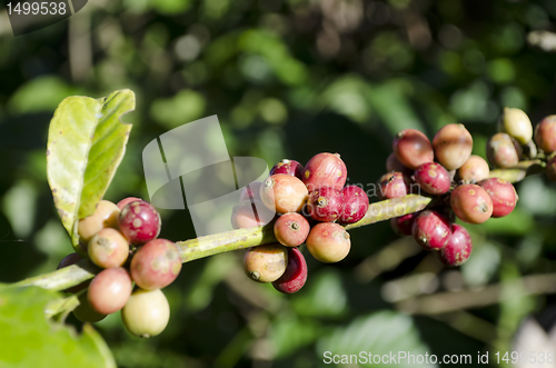 Image of Coffee Beans