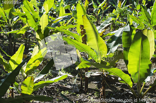 Image of Banana Plantation