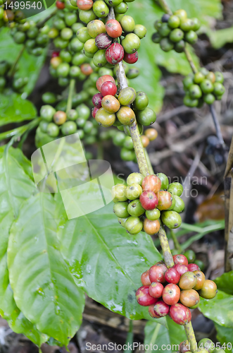 Image of Coffee Beans