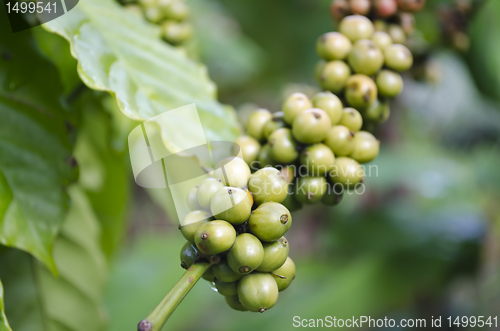 Image of Coffee Beans