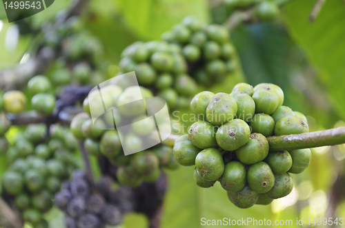 Image of Coffee Beans