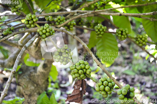 Image of Coffee Beans