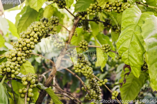 Image of Coffee Beans