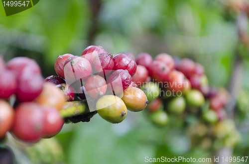 Image of Coffee Beans