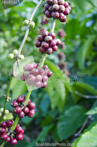 Image of Coffee Beans