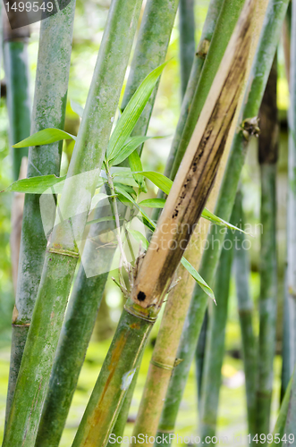 Image of Bamboo