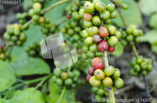 Image of Coffee Beans