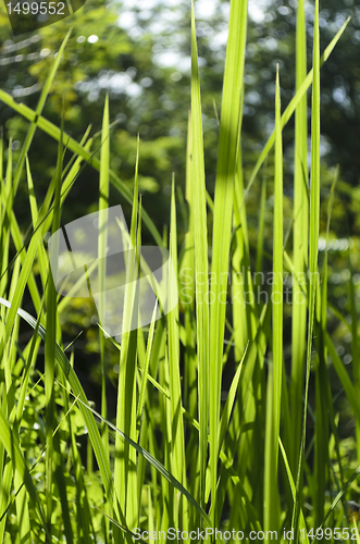 Image of Grass