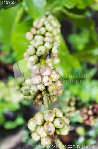 Image of Coffee Beans