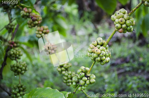 Image of Coffee Beans