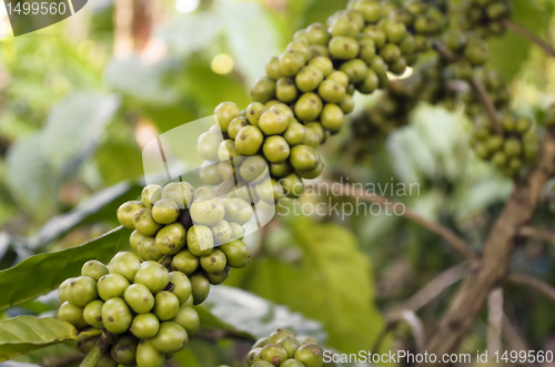 Image of Coffee Beans