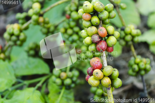 Image of Coffee Beans