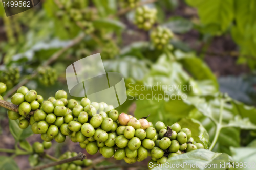 Image of Coffee Beans