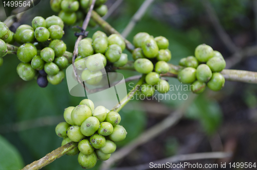 Image of Coffee Beans