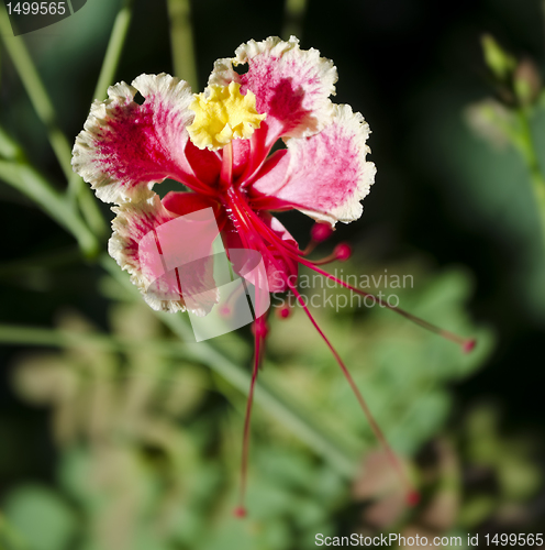 Image of Red Flower