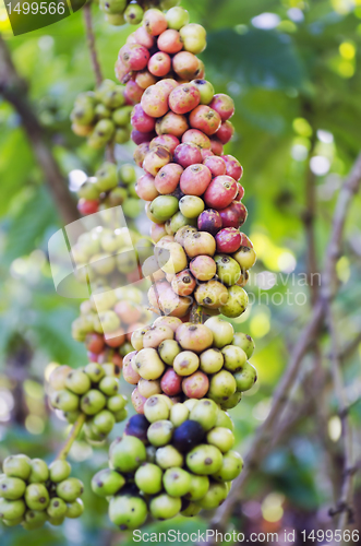 Image of Coffee Beans