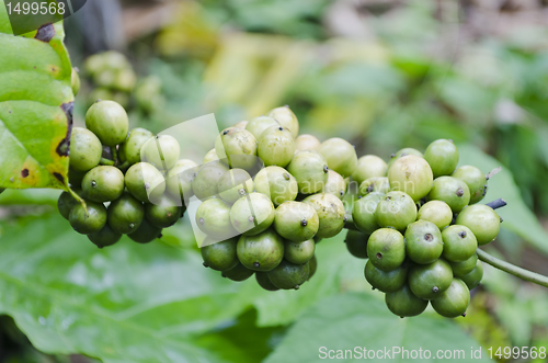 Image of Coffee Beans