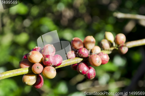 Image of Coffee Beans