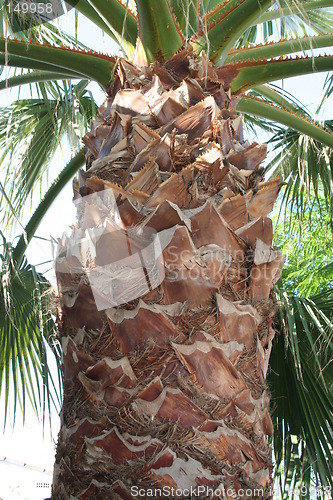 Image of Close up of palm trunk