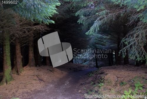 Image of skye island forest