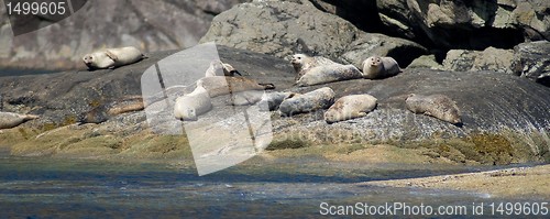 Image of seals at skye island