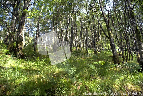 Image of Scotland nature for walkers