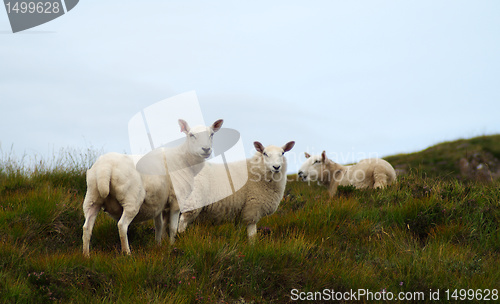 Image of Skye island nature