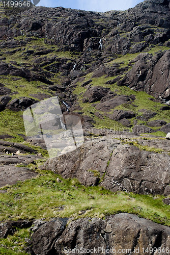 Image of seals at skye island