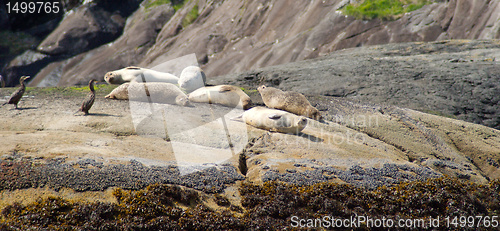 Image of seals and birds in scotland