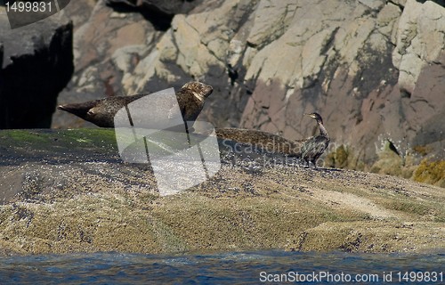 Image of seals at skye island