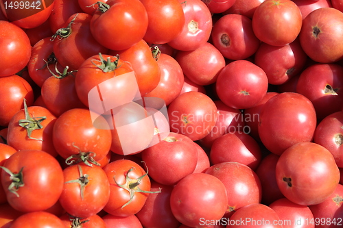 Image of The tomatoes