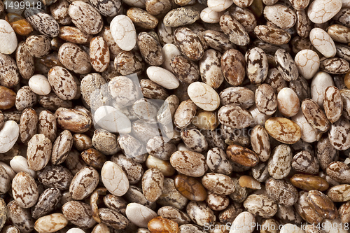 Image of chia seeds at 2x life-size magnification