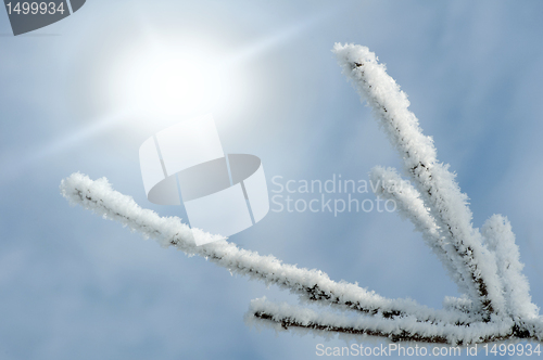 Image of Snowy tree trunks and sunlight